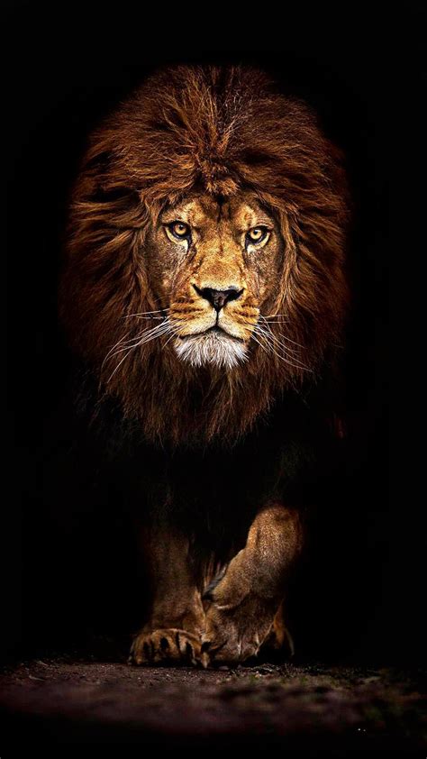 lion phone wallpaper|lion 1080p wallpaper for mobile.